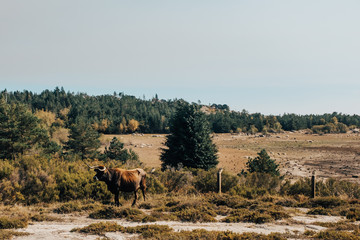 Parque Natural do Alvão
