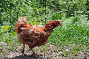 flock of free range chickens grazing on a traditional poultry farm in summer sunny day