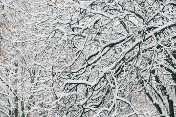 Branches of trees in the snow. Beautiful winter. Pretty nature. Frozen forest