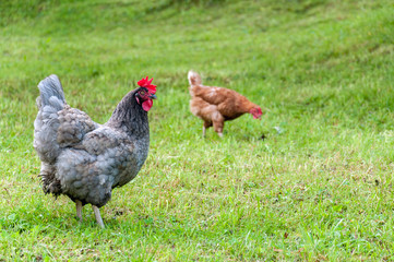 grey rooster with red comb and hens grazing on the green lawn in summer sunny day
