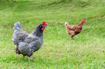 grey rooster with red comb and hens grazing on the green lawn in summer sunny day