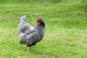 grey rooster with red comb and hens grazing on the green lawn in summer sunny day