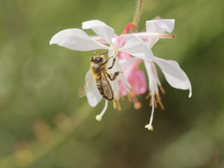 Apis mellifera. Abeille butinant sur une fleur blanche de gaura