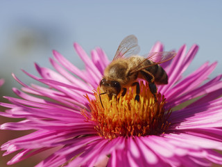 Apis mellifera. Abeille noire butinant sur fleur d'aster