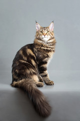 Maine Coon kitten, black marble color, 6 months old. Studio photo of striped kitty. Beautiful young cat sitting on grey background and looking at camera.