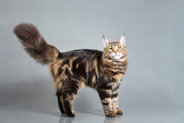 Maine Coon kitten standing with furry tail, Black Tabby Blotched color, 6 months old. Studio photo...