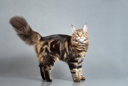 Maine Coon kitten standing with furry tail, Black Tabby Blotched color, 6 months old. Studio photo of striped kitty. Beautiful young cat on grey background.