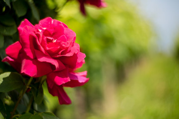 Rote Rose im Weinberg