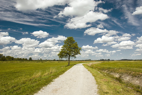 Road through the meadows and a large, lonely tree