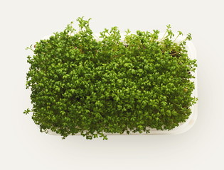 Obraz premium Micro greens growing in plastic bowl top view, isolated