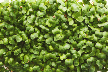 Organic growing micro greens closeup