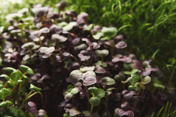 Different kinds of micro greens