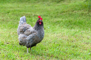 grey rooster with red comb grazing on the green lawn in summer sunny day