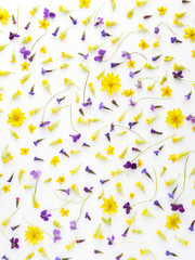 Fototapeta na wymiar Pattern made from natural yellow wildflowers. Abstract floral composition. Top view, flat lay. Floral, plants background. Mother's Day, March 8 background.