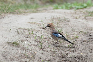 A jay looking alert and staring to the left with a natural  background. Ukraine.  2017