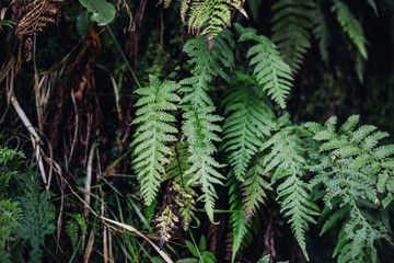 Trip to Madeira Island - Urlaub auf Madeira