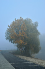 Jesienna mgła, las i droga w ponury poranek.