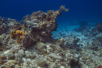 Plakat Carribean coral reef