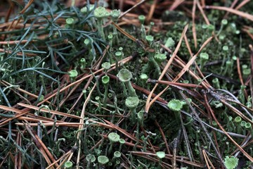 moss