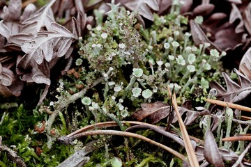 moss