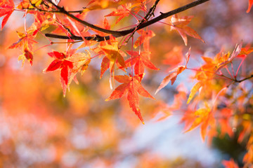 Maple tree during Autumn in Japan.