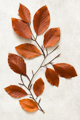 Autumn leaves from green to brown