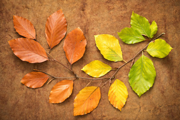Autumn leaves from green to brown