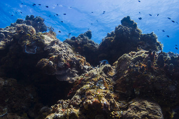 Naklejka na ściany i meble Coral mountain reef