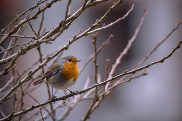 rouge-gorge
