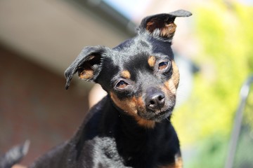 kleines Zwerg Rehpinscher Portrait im Garten