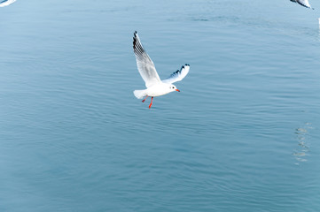 Seagull flying over the water looking for food with motion blur and selective focus