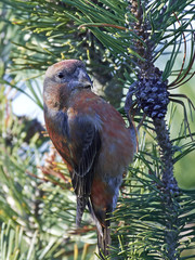 parrot crossbill (Loxia pytyopsittacus)