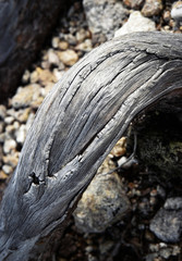 old dry root mountain pine