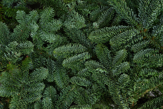 Christmas background with fresh evergreen tree banches