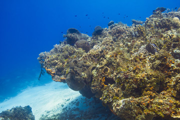 Naklejka na ściany i meble Coral reef point