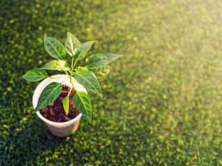 A small seedling of pepper grows in a white plastic glass against a background of green grass