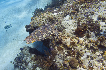 Obraz na płótnie Canvas Hawksbill Sea Turtle