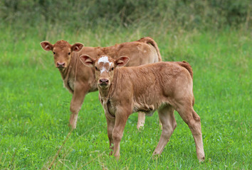 Naklejka na ściany i meble two calfs on a pasture