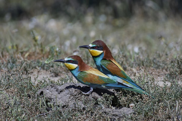 European bee-eater (Merops apiaster)