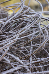 grass covered with frost