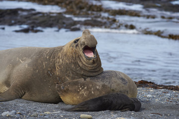 Breeding group of Southern Elephant Seal (Mirounga leonina) on Sea Lion Island in the Falkland Islands.