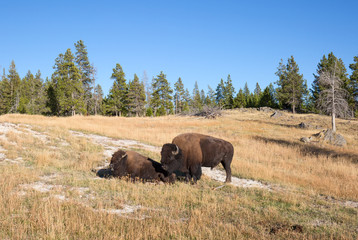 Bison