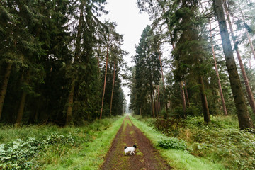 Wald-Spaziergang im Rüstjer Forst bei Dollern