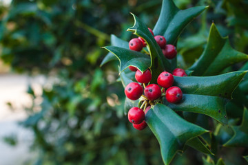 Holly Leaves and Red Berries Bush, Nature View in a Park