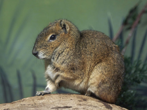 Rock cavy (Kerodon rupestris)