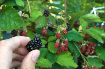 blackberry picked with hand