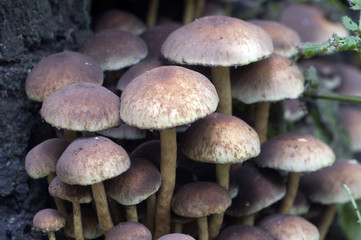 Obraz premium Hypholoma lateritium on a stump