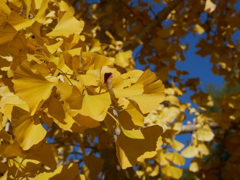 feuilles d'automne jaunes saison