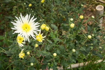 Chrysanthemum flower farm at hill