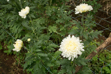 Chrysanthemum flower farm at hill
